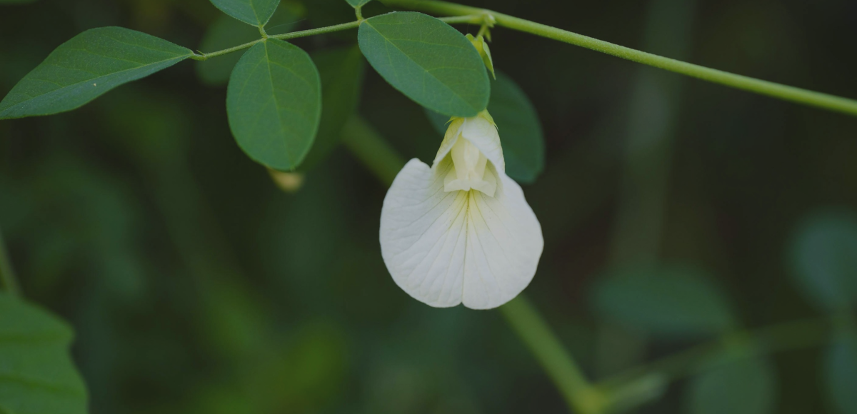 Green plant with white flower