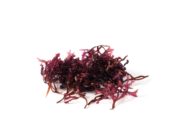 Irish Moss