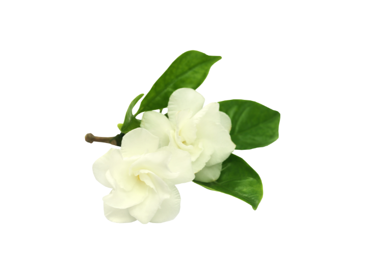 Jasmine flower