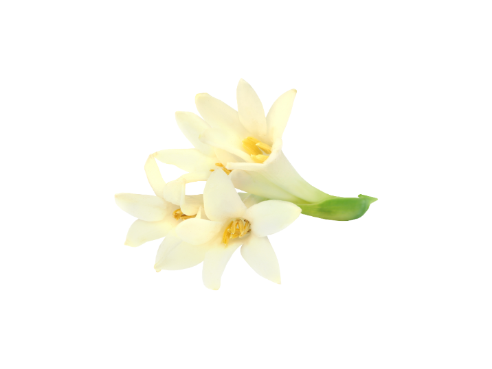 Tuberose flower