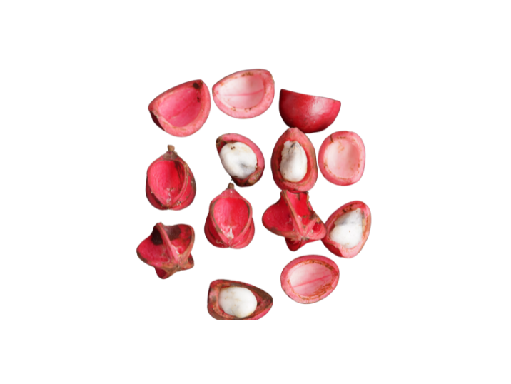 Ucuuba Seeds